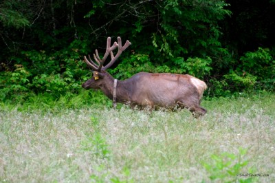 CataloocheeElk